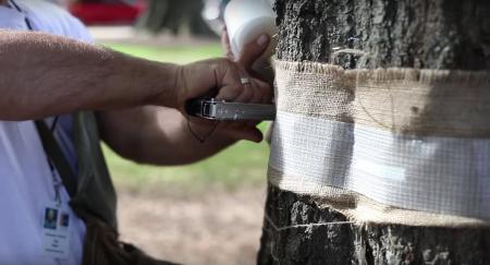It’s Tree Banding Time